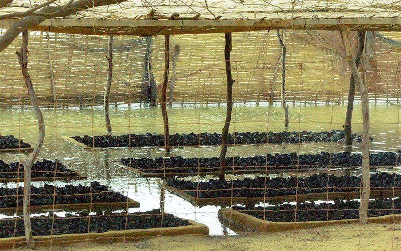 Đẩy mạnh chuyển đổi số trong công tác quản lý, bảo vệ rừng
